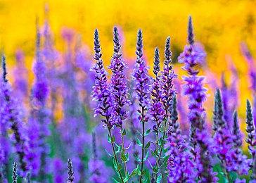 《光与影：33号远征队》公布PS5版容量大小 约41G